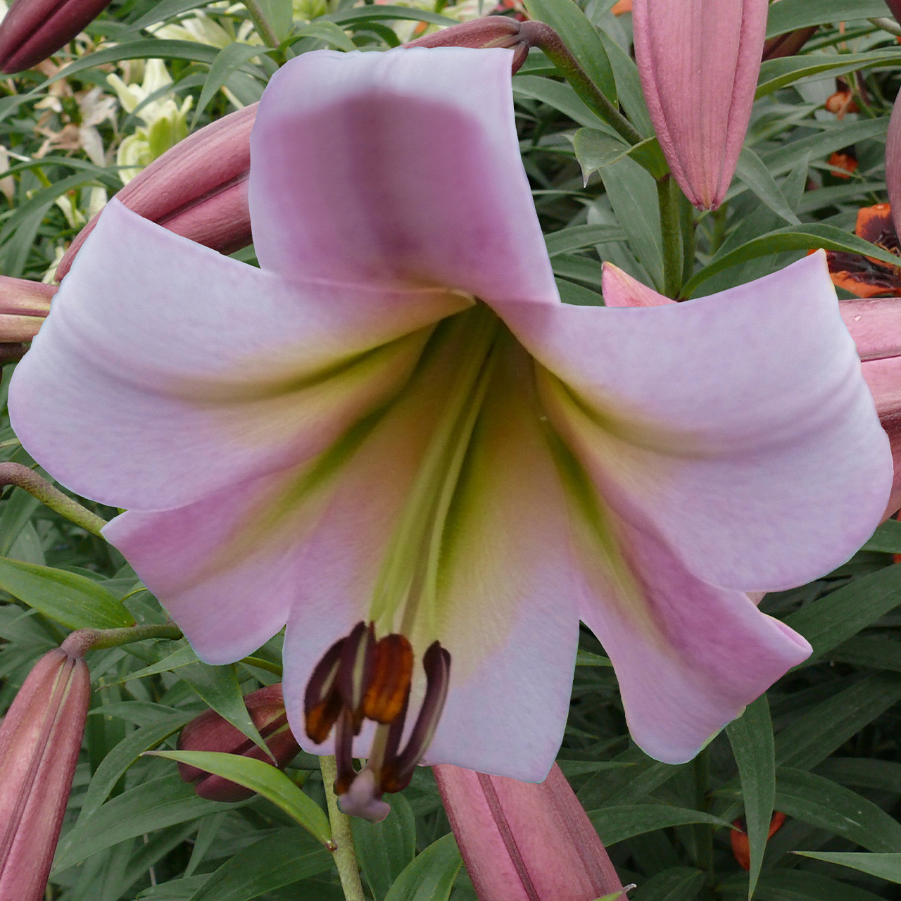 Lilium Eastern Moon J Parker Dutch Bulbs (Wholesale) Ltd. (B2B)