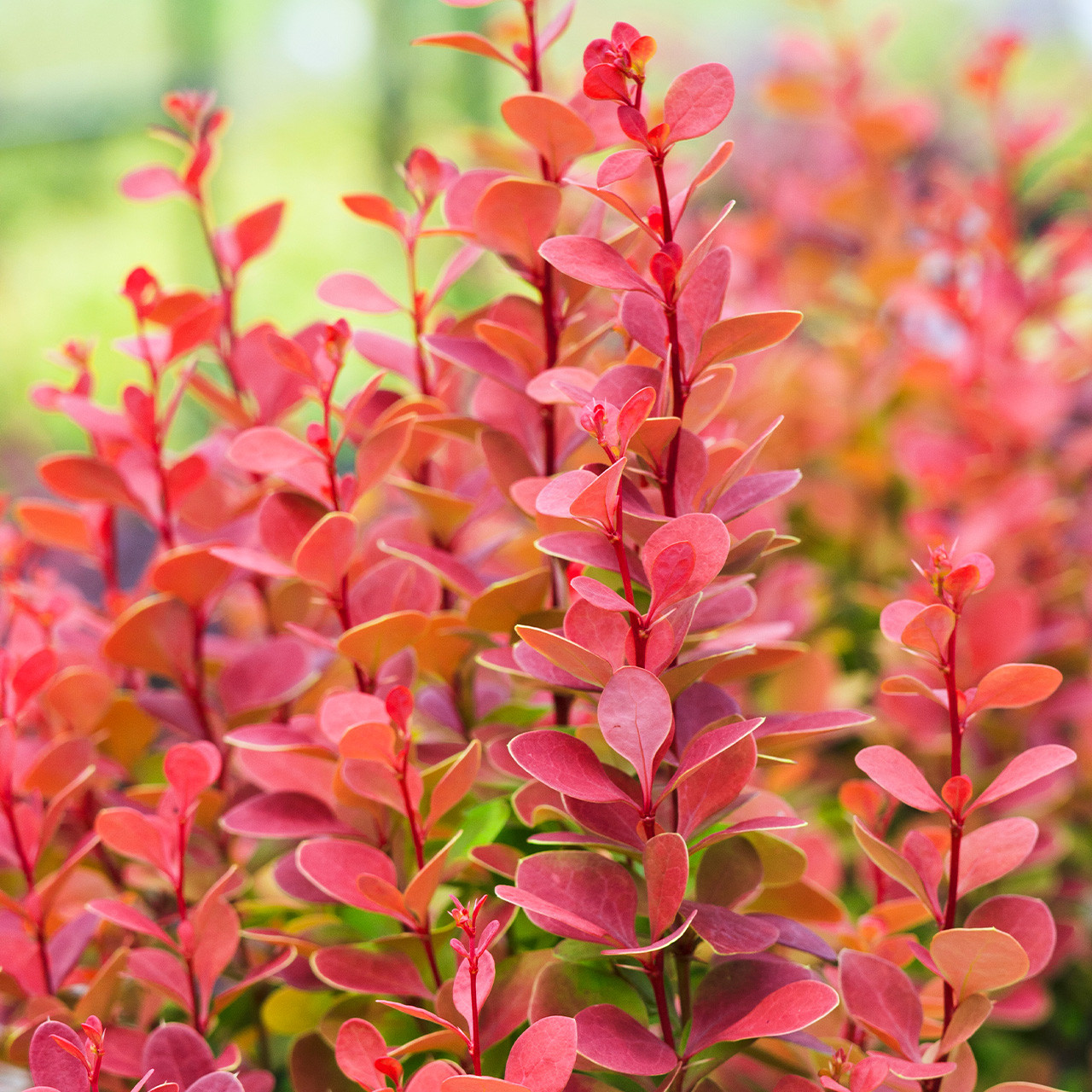 Buy premium-quality Berberis thunbergii 'Orange Rocket' from Dutch Bulbs