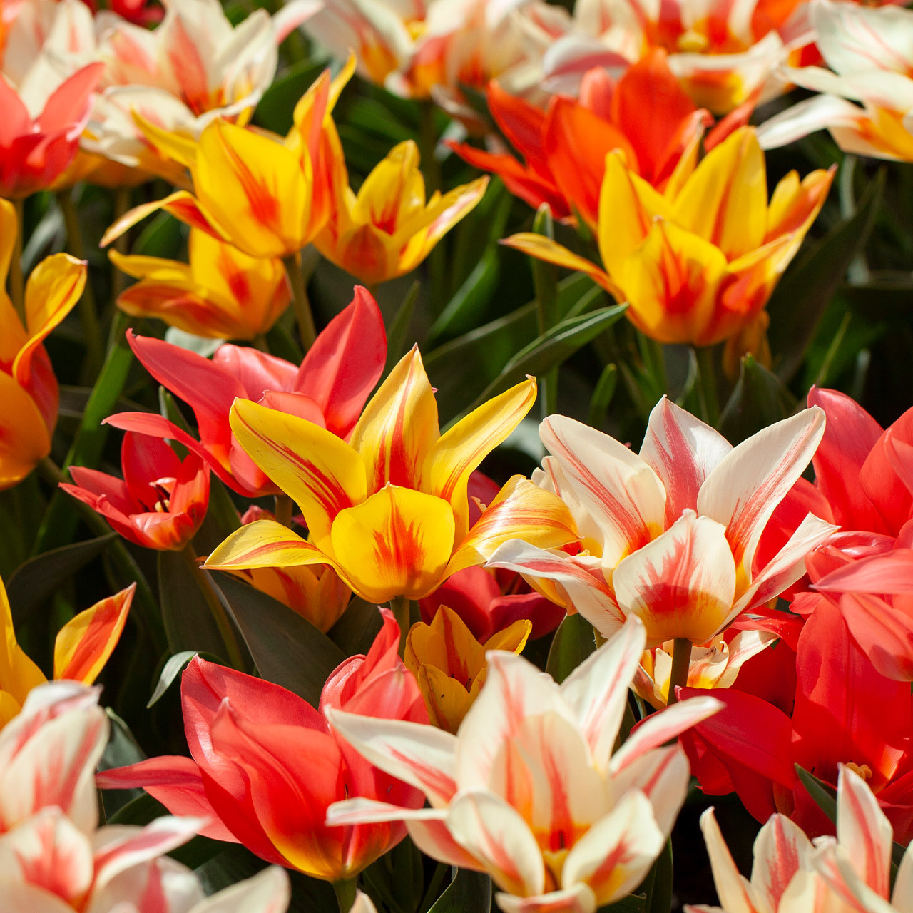 Buy premium quality Tulip 'Winnipeg' 10/12cm from Dutch Bulbs