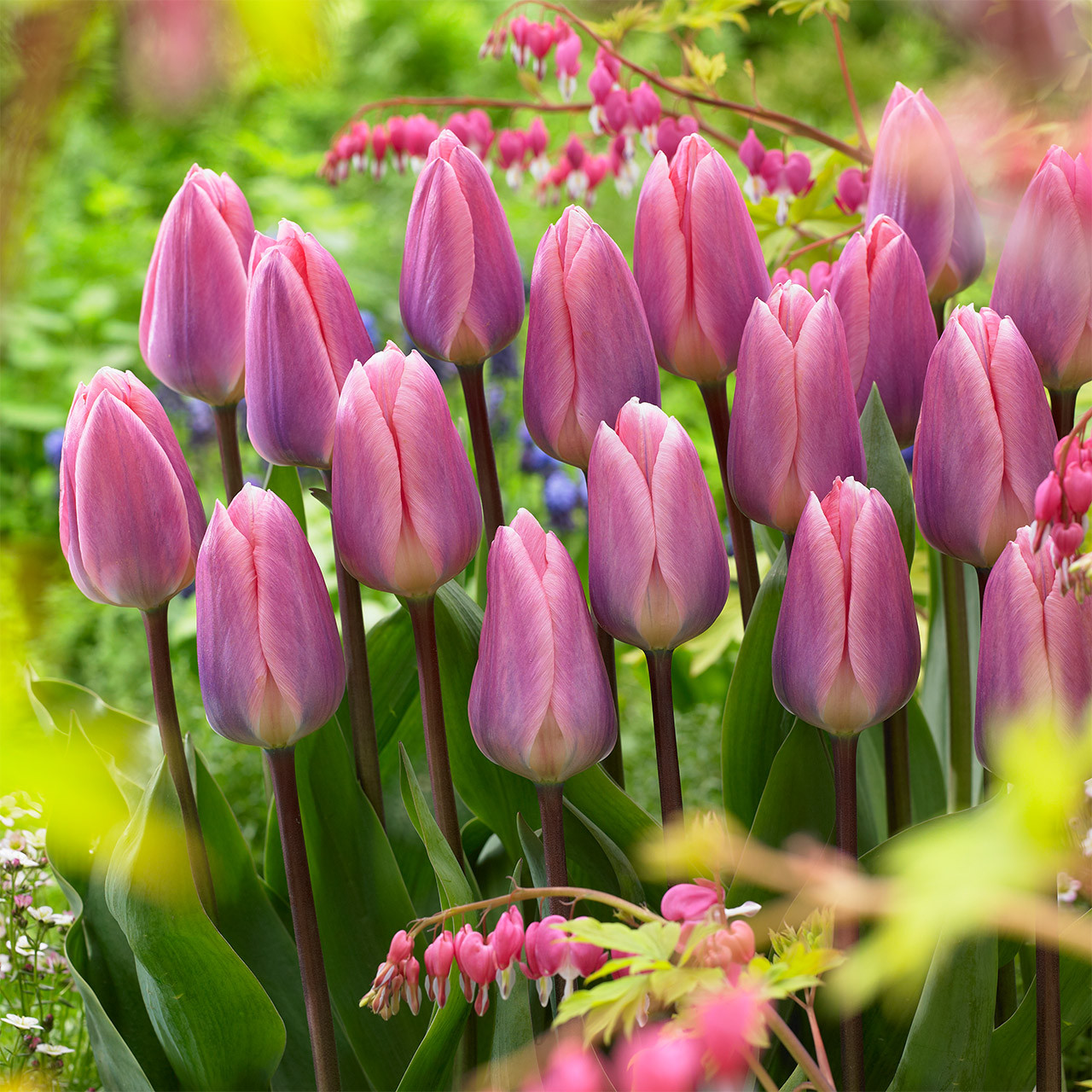 Buy premium quality Tulip 'Light and Dreamy' 10/12cm from Dutch Bulbs