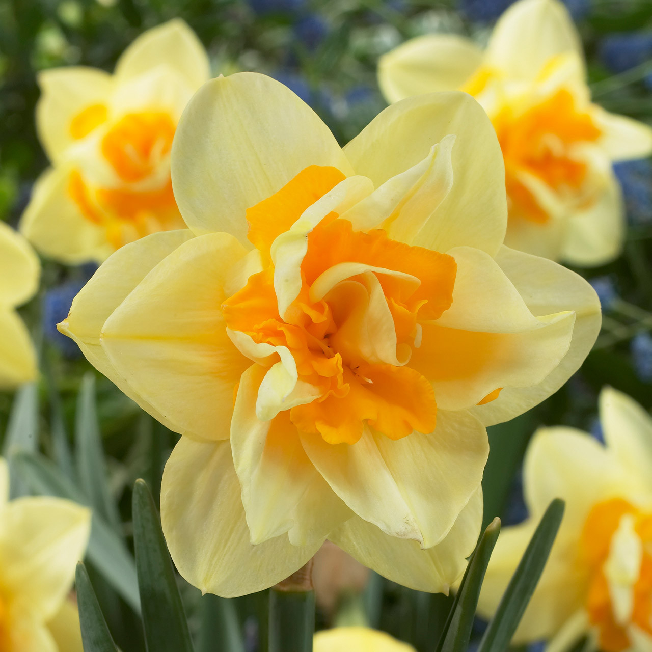 Buy premiumquality Daffodil 'Golden Lion' from