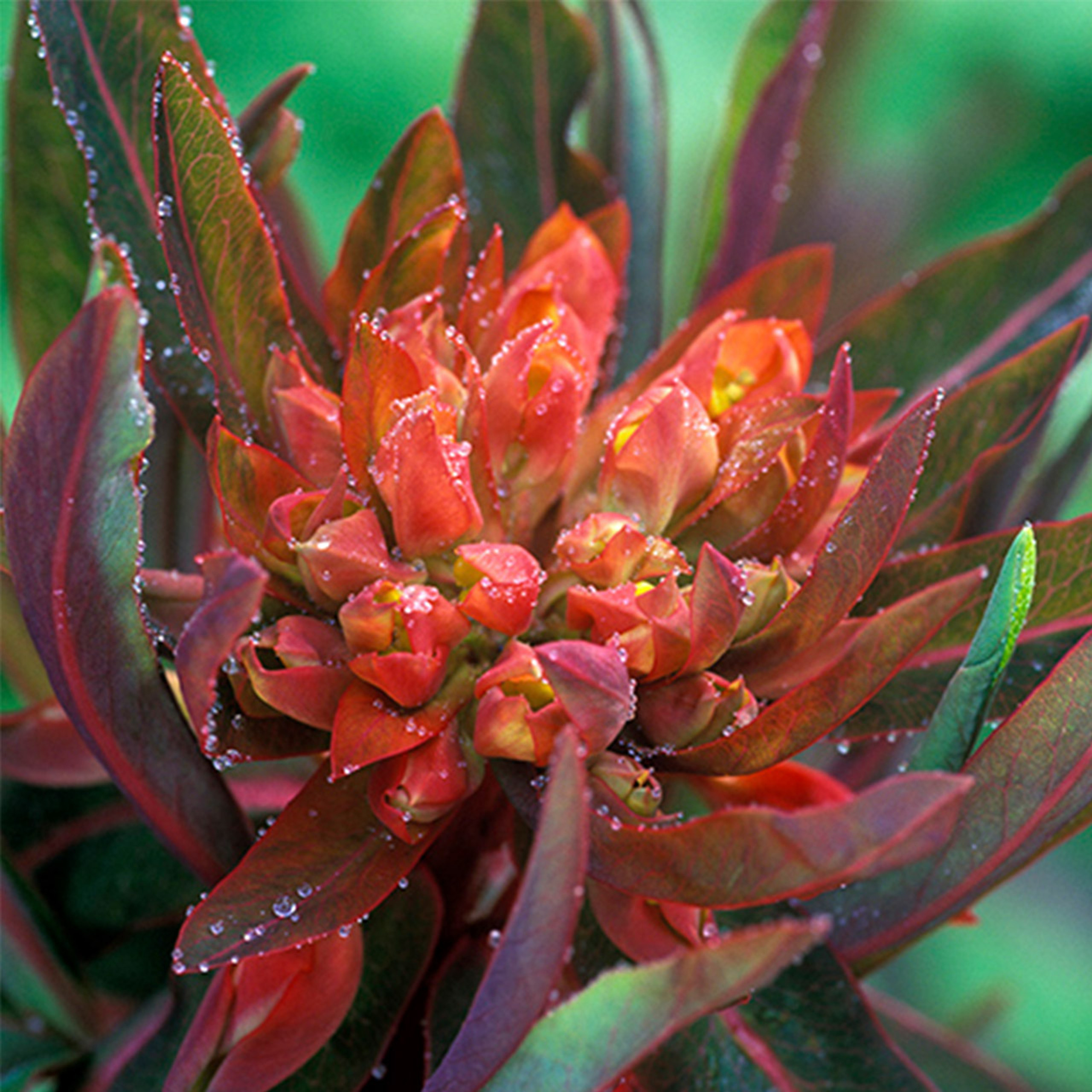 Buy premiumquality Euphorbia griffithii 'Fireglow' from Dutch Bulbs