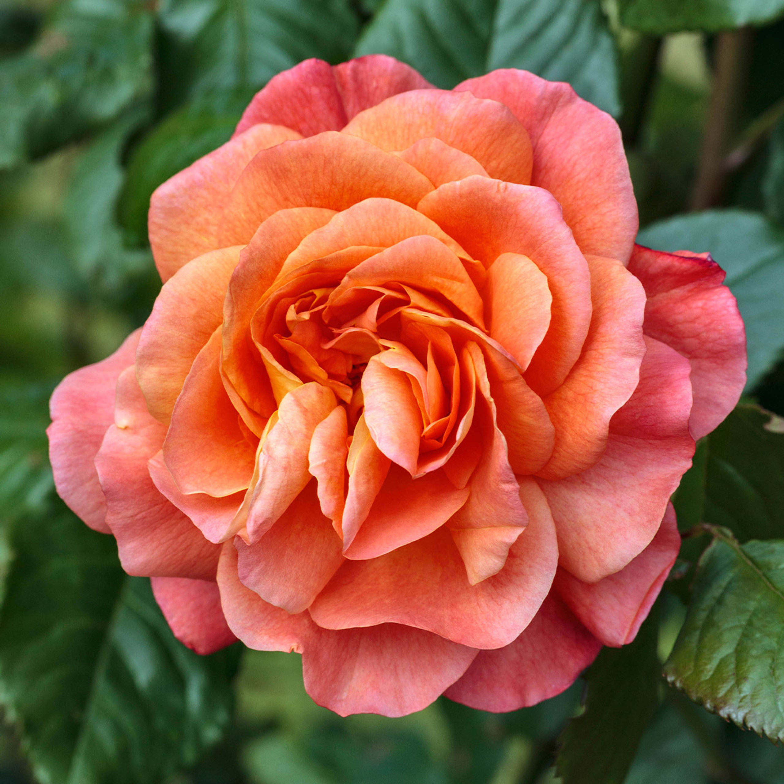 Buy premiumquality Rose Westerland from Dutch Bulbs
