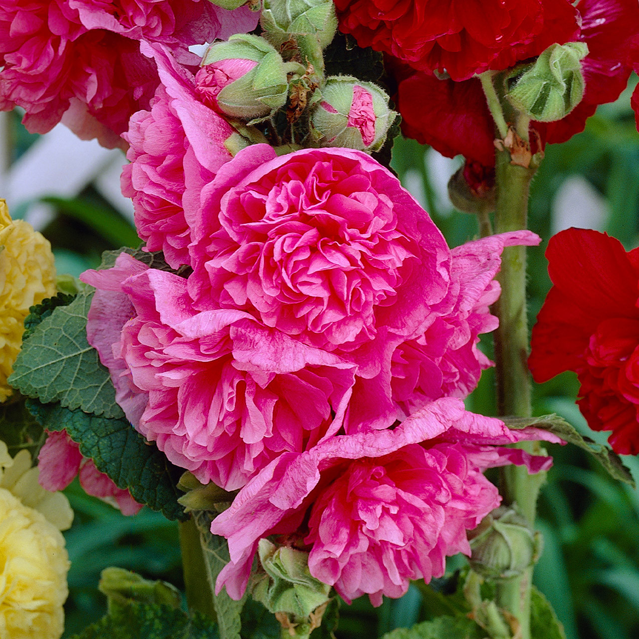 Buy premium-quality Alcea rosea Charters Pink (Rosea) from Dutch Bulbs