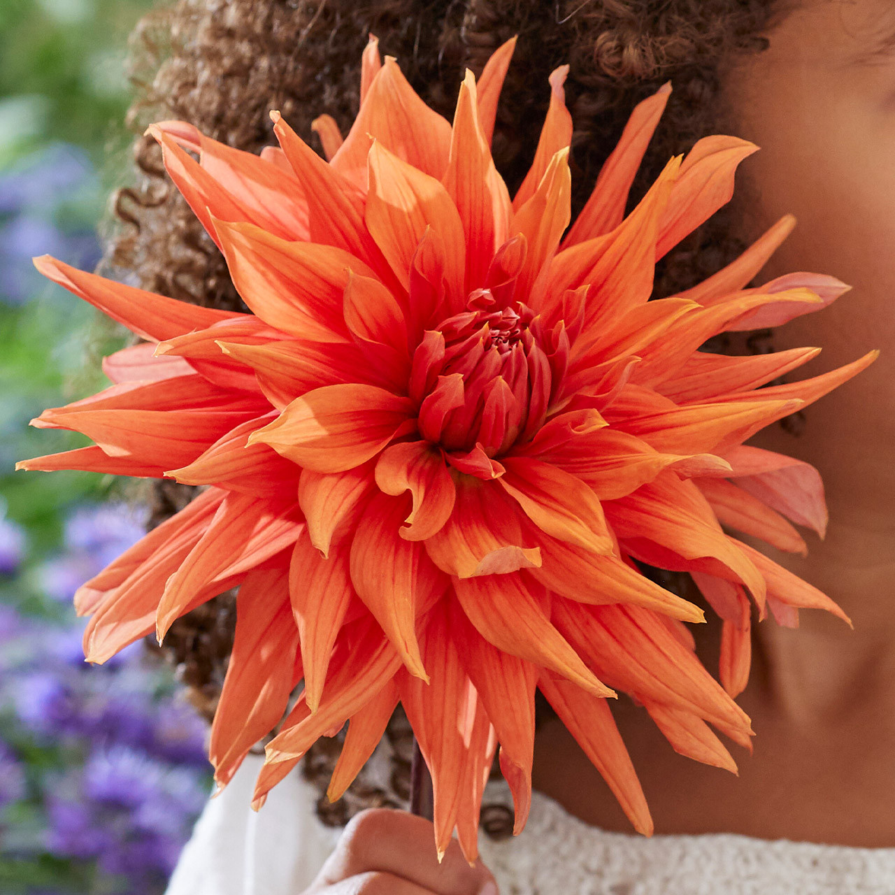 Buy premiumquality Dahlia Color Spectacle from Dutch Bulbs
