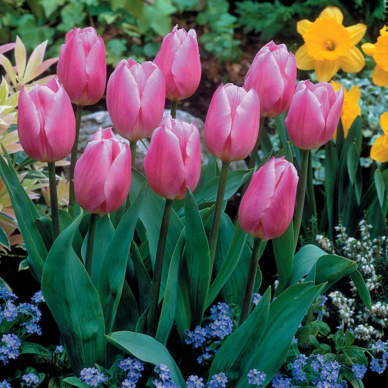 Buy premium-quality Christmas Dream from Dutch Bulbs
