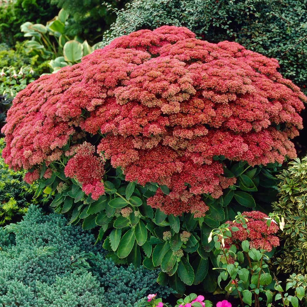 Sedum (Stonecrop) Autumn Joy (Herbstfreude) | J. Parker's Dutch Bulbs