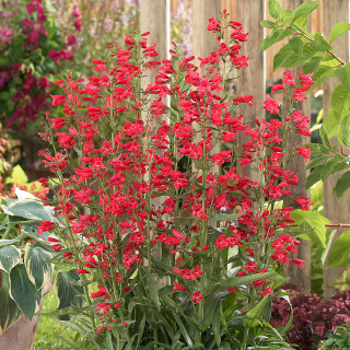 Penstemon Red Riding Hood | Parkers Wholesale