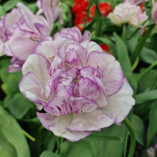 Buy premium quality Tulip Shirley Double 10/12cm from Dutch Bulbs