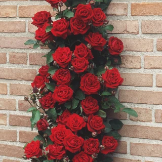 Rose Climbing Pauls Scarlet - J Parker Dutch Bulbs (Wholesale) Ltd. (B2B)