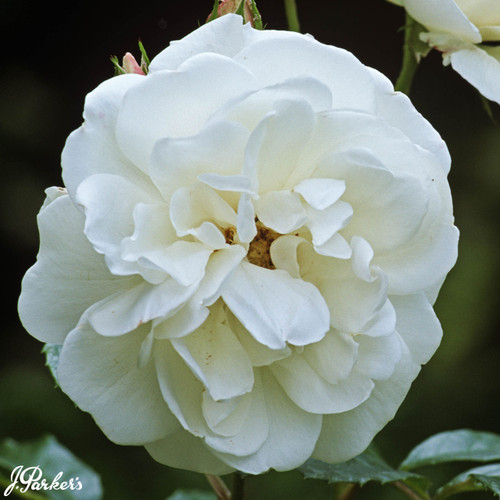 Rose Margaret Merrill