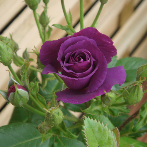 Rose Rhapsody in Blue