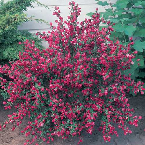 Cytisus Hollandia