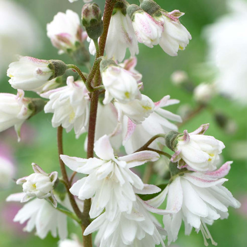 Deutzia Pride of Rochester