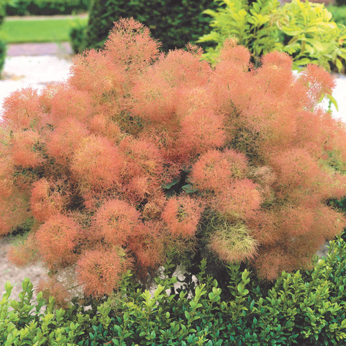 Cotinus coggyria Young Lady