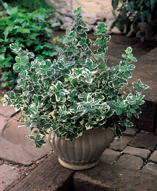 Euonymus for. Emerald Gaiety