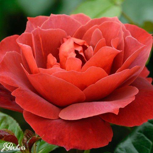 Rose Hot Chocolate ROY 2006 - (Won Rose Novelty)