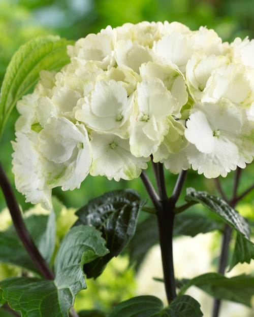 Hydrangea Black Steel Zebra (white)