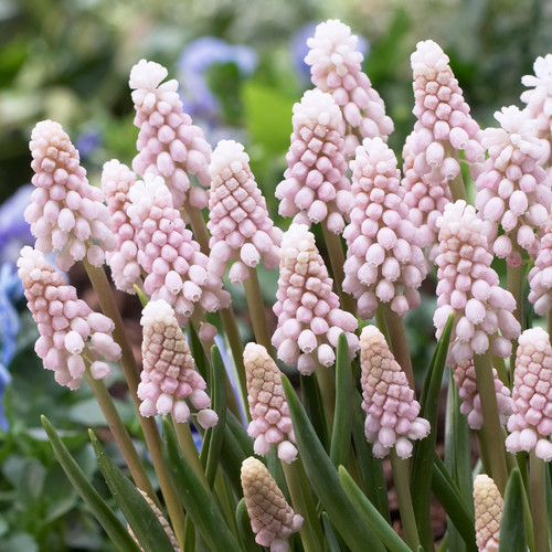Muscari 'Pink Sunrise'