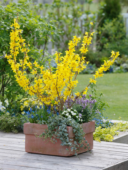 Forsythia Dwarf Mini Gold