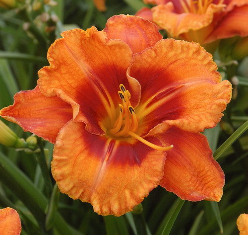 Hemerocallis Tigger