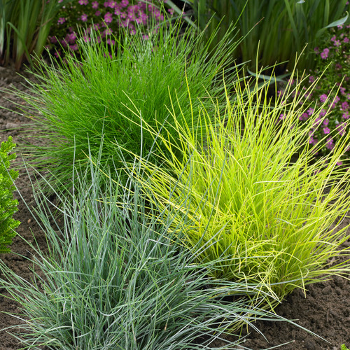 Festuca Golden Toupee