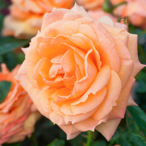 Rose Lady Marmalade ROY 2014