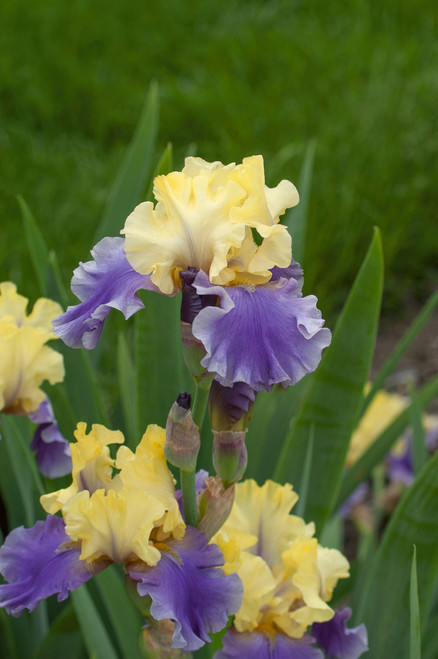 Iris germanica 'Edith Wolford'