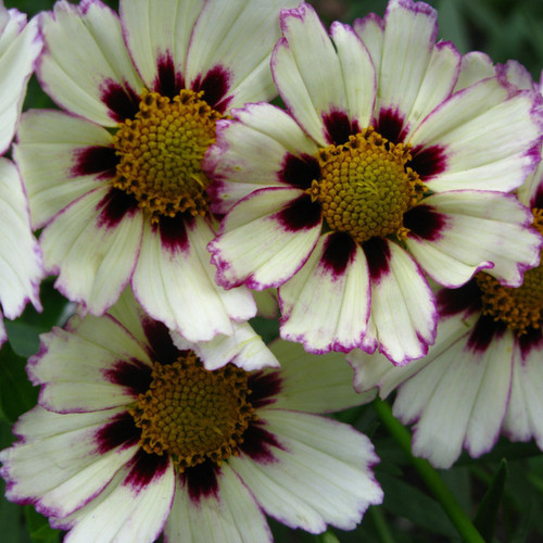 Coreopsis Star Cluster