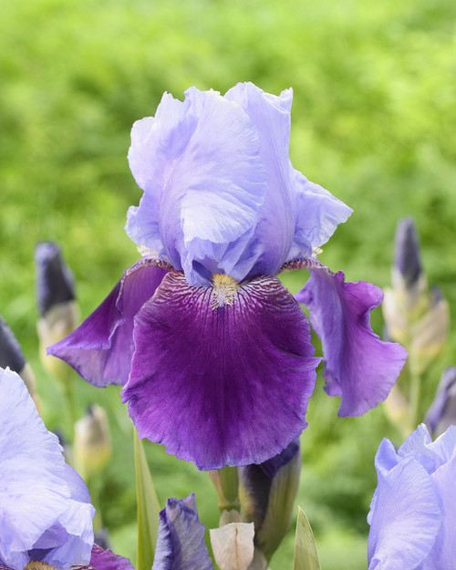 Iris germanica 'Emma Louise'