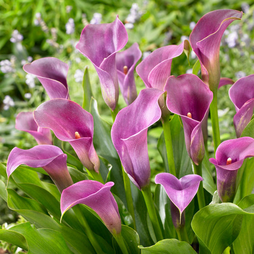 Zantedeschia Lavender Gem