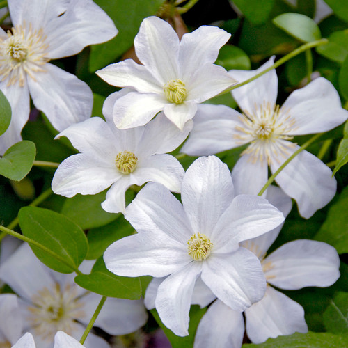 Clematis viticella 'Huldine'