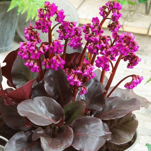 Bergenia Eroica