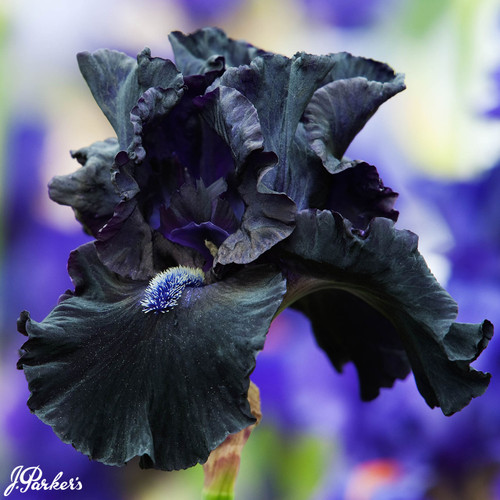 Iris germanica 'Obsidian'