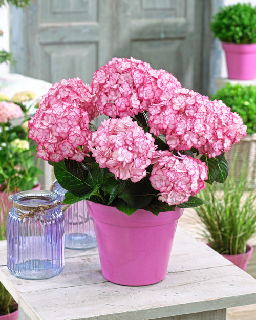 Hydrangea Miss Saori ( 2litre )