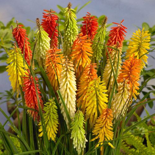 Kniphofia Mixed