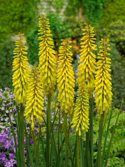 Kniphofia Sunningdale Yellow