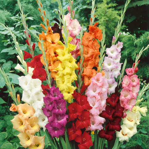 Gladioli Gold Medal Mixed 8/10cm