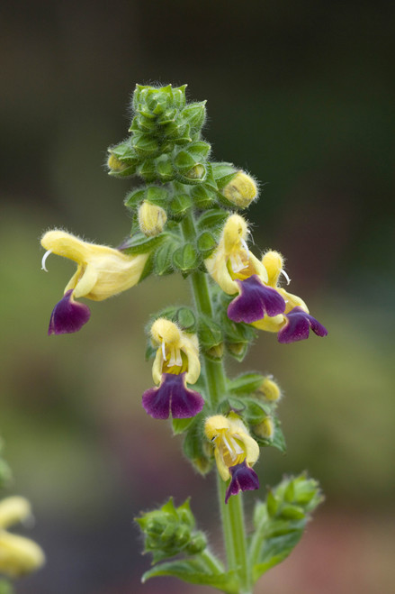 Salvia bulleyana Blue Lips