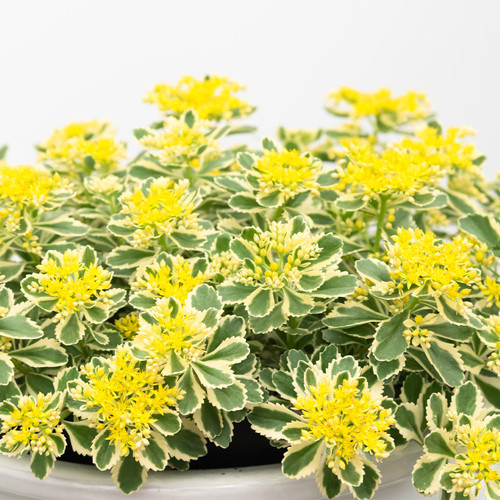 Sedum takesimense Atlantis