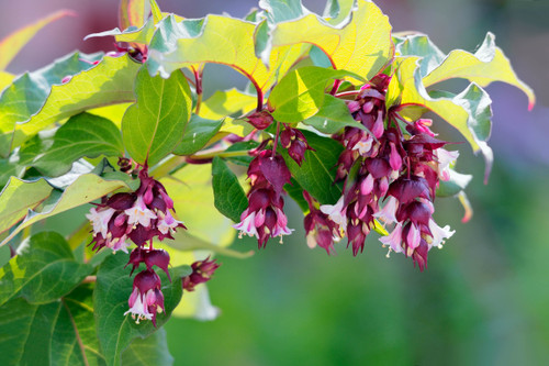 Leycesteria formosa