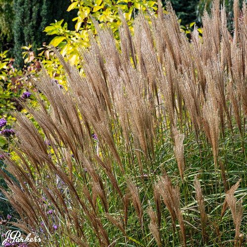Miscanthus sinensis 'Kleine Silberspinne'
