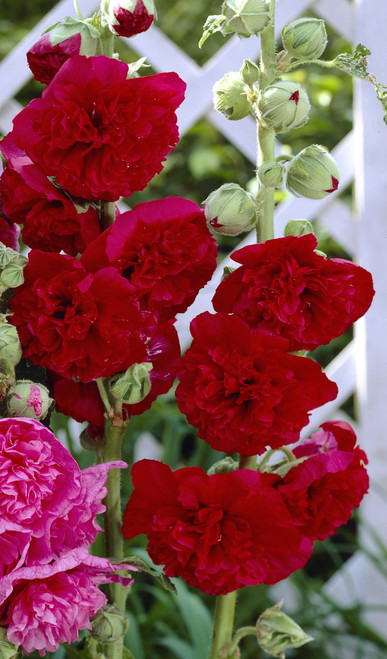 Alcea rosea Chaters Red