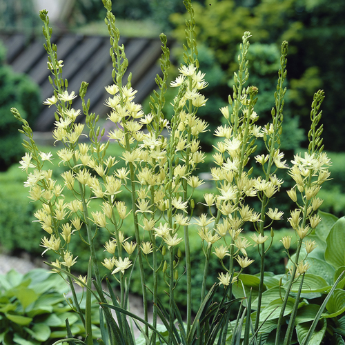 Camassia leichtlinii 'Semiplena'