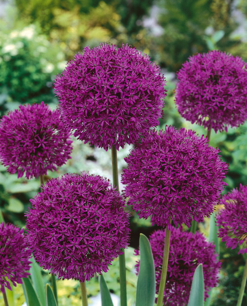 Allium aflatunense 'Purple Sensation'