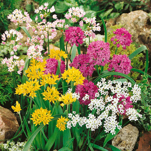 Allium roseum 'Grandiflorum'