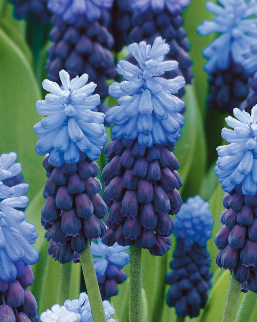 Muscari latifolium