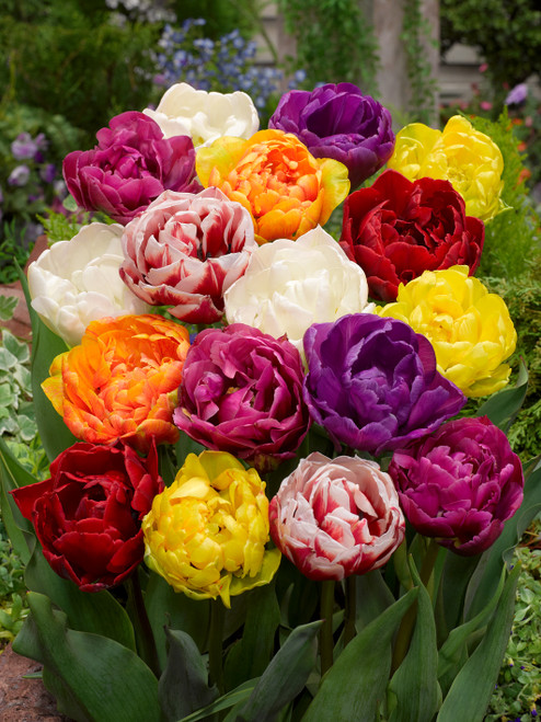 Double Late Tulips Mix 10/11cm