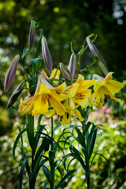 Lilium Golden Splendour 18-20cm