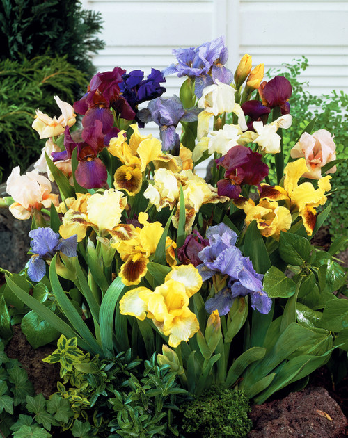 Iris pumila Mixed